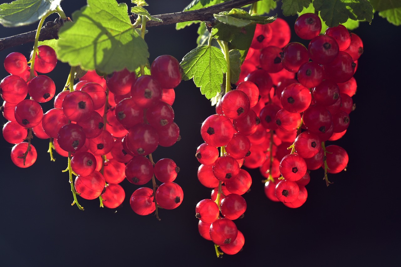 currants, berry, fruit-3538617.jpg